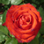 Rosso - Rose Ibridi di Tea - Asja